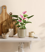 Load image into Gallery viewer, Sage Green