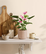 Load image into Gallery viewer, Sandy Pink