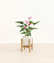 Load image into Gallery viewer, Cotton White stand:bamboo