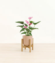 Load image into Gallery viewer, Glossy Pink stand:bamboo