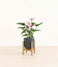 Load image into Gallery viewer, Iron Gray stand:bamboo