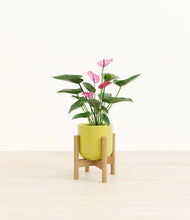 Load image into Gallery viewer, Key Lime Yellow stand:bamboo