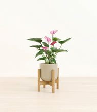 Load image into Gallery viewer, Sage Green stand:bamboo