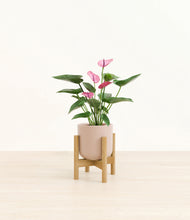 Load image into Gallery viewer, Sandy Pink stand:bamboo