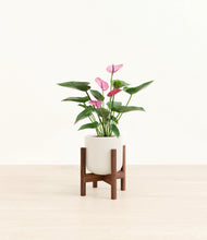 Load image into Gallery viewer, Cotton White stand:walnut