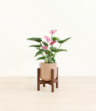 Load image into Gallery viewer, Glossy Pink stand:walnut