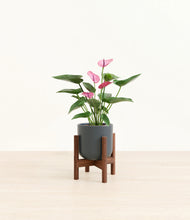 Load image into Gallery viewer, Iron Gray stand:walnut