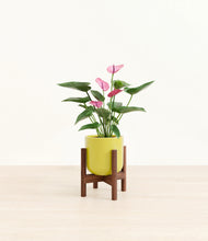 Load image into Gallery viewer, Key Lime Yellow stand:walnut