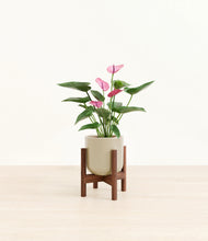 Load image into Gallery viewer, Sage Green stand:walnut