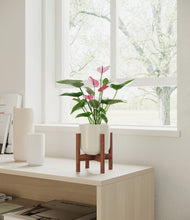 Load image into Gallery viewer, Cotton White stand:walnut