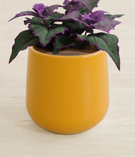 Load image into Gallery viewer, Mustard stand:all