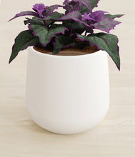 Load image into Gallery viewer, White stand:all