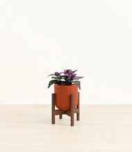 Load image into Gallery viewer, Earth Red stand:walnut