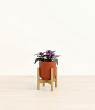 Load image into Gallery viewer, Earth Red stand:bamboo