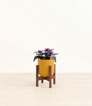 Load image into Gallery viewer, Sunset Orange stand:walnut