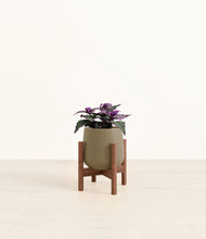 Load image into Gallery viewer, Olive stand:walnut