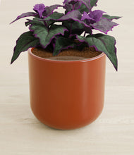 Load image into Gallery viewer, Earth Red stand:all