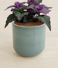 Load image into Gallery viewer, Reactive Aqua stand:all