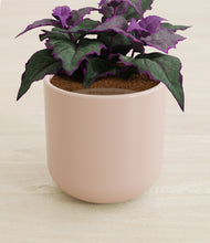 Load image into Gallery viewer, Sandy Pink stand:all