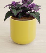 Load image into Gallery viewer, Key Lime Yellow stand:all