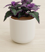 Load image into Gallery viewer, Cotton White stand:all