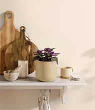 Load image into Gallery viewer, Almond Green