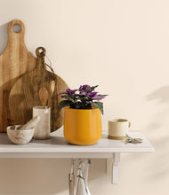 Load image into Gallery viewer, Mustard