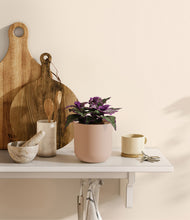 Load image into Gallery viewer, Sandy Pink