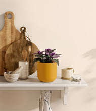 Load image into Gallery viewer, Sunset Orange