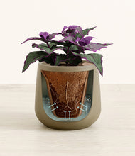 Load image into Gallery viewer, Olive stand:all