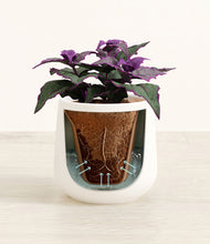 Load image into Gallery viewer, White stand:all