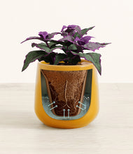 Load image into Gallery viewer, Mustard stand:all