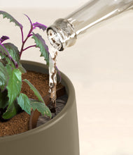 Load image into Gallery viewer, Olive stand:all