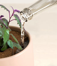 Load image into Gallery viewer, Gentle Pink stand:all