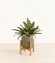 Load image into Gallery viewer, Olive stand:bamboo