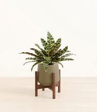 Load image into Gallery viewer, Olive stand:walnut