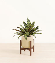 Load image into Gallery viewer, Almond Green stand:walnut