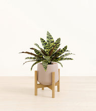 Load image into Gallery viewer, Eternal Gray stand:bamboo