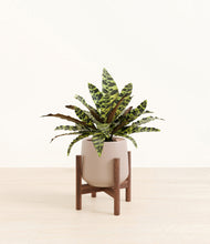 Load image into Gallery viewer, Eternal Gray stand:walnut