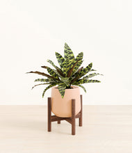 Load image into Gallery viewer, Gentle Pink stand:walnut