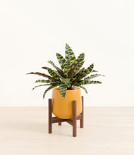 Load image into Gallery viewer, Mustard stand:walnut