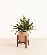 Load image into Gallery viewer, Calm Rose stand:walnut