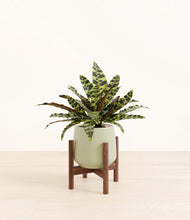 Load image into Gallery viewer, Turquoise stand:walnut