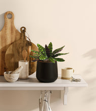 Load image into Gallery viewer, Black