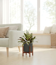 Load image into Gallery viewer, Dark Olive stand:walnut