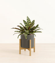 Load image into Gallery viewer, Dark Olive stand:bamboo