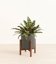 Load image into Gallery viewer, Dark Olive stand:walnut