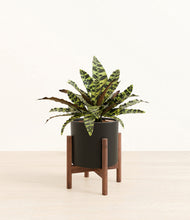 Load image into Gallery viewer, Black stand:walnut