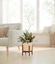 Load image into Gallery viewer, Cream stand:walnut