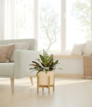 Load image into Gallery viewer, Cream stand:bamboo